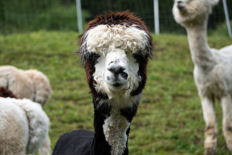 Orio