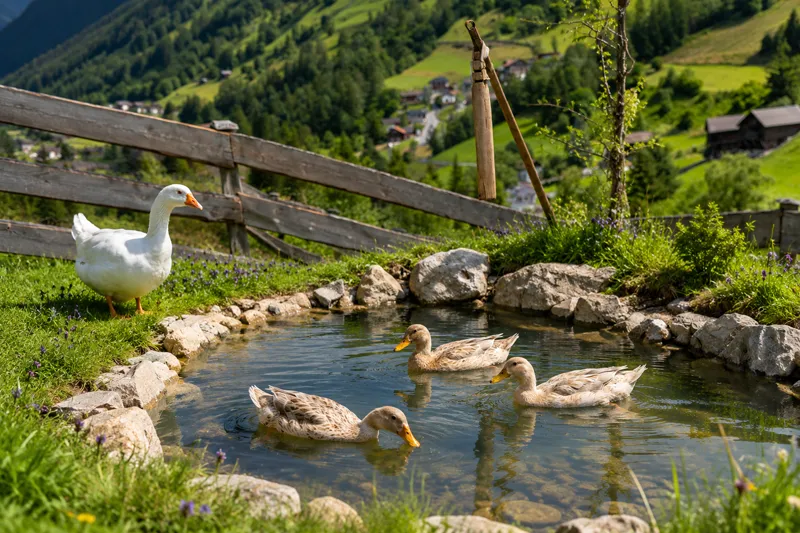 Naturteich am Alpenalpaka Hof in St. Leonhard im Pitztal.